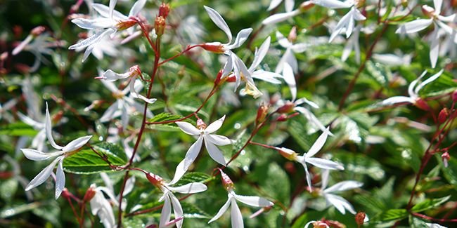Spirée à trois feuilles (Gillenia trifoliata), une vivace élégante