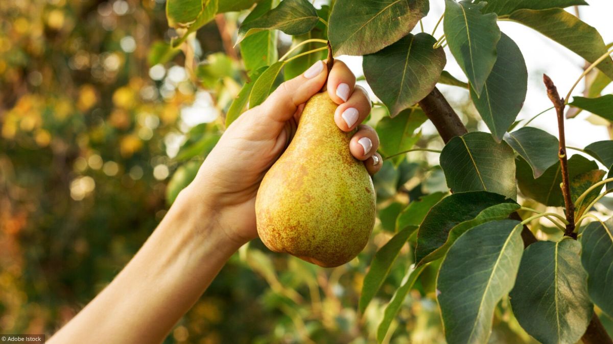 Les secrets de la récolte et de la conservation des poires