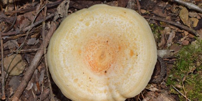 À la découverte des lactaires : des champignons savoureux à identifier et à cuisiner
