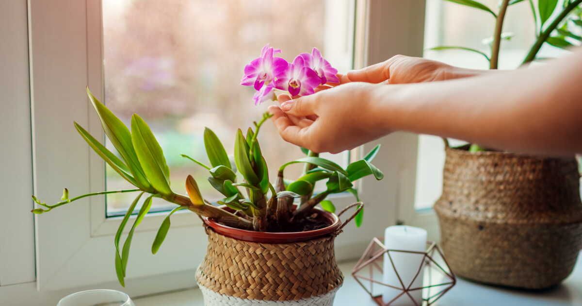 3 variétés d’orchidées vraiment faciles à entretenir
