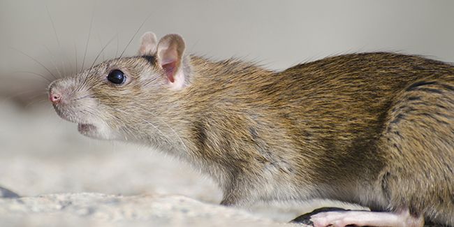 Les pièges à rats les plus performants pour une maison sans nuisibles