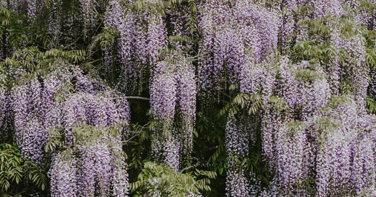 Les secrets d'une glycine épanouie