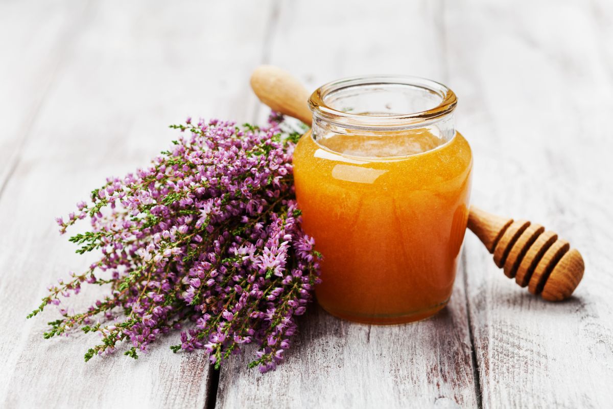 Le miel de bruyère : un concurrent sérieux pour le miel de Manuka ?