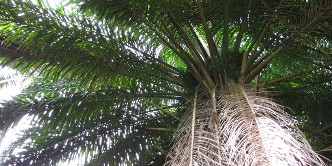 Les enjeux du palmier à huile et de son impact environnemental