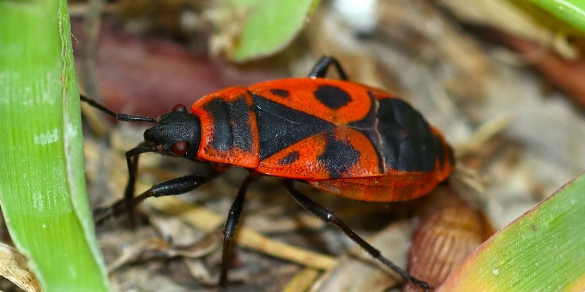Le gendarme, l'insecte rouge et noir indispensable de votre jardin