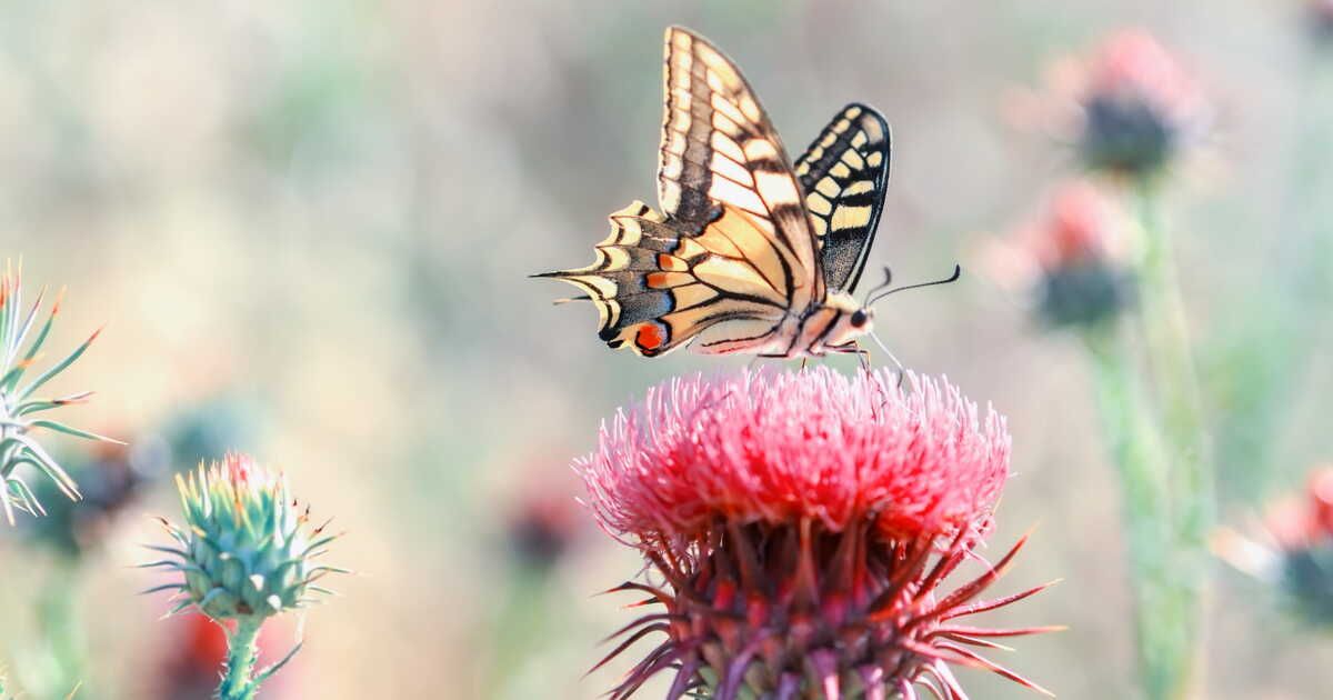Mettez à l'épreuve vos connaissances sur la nature