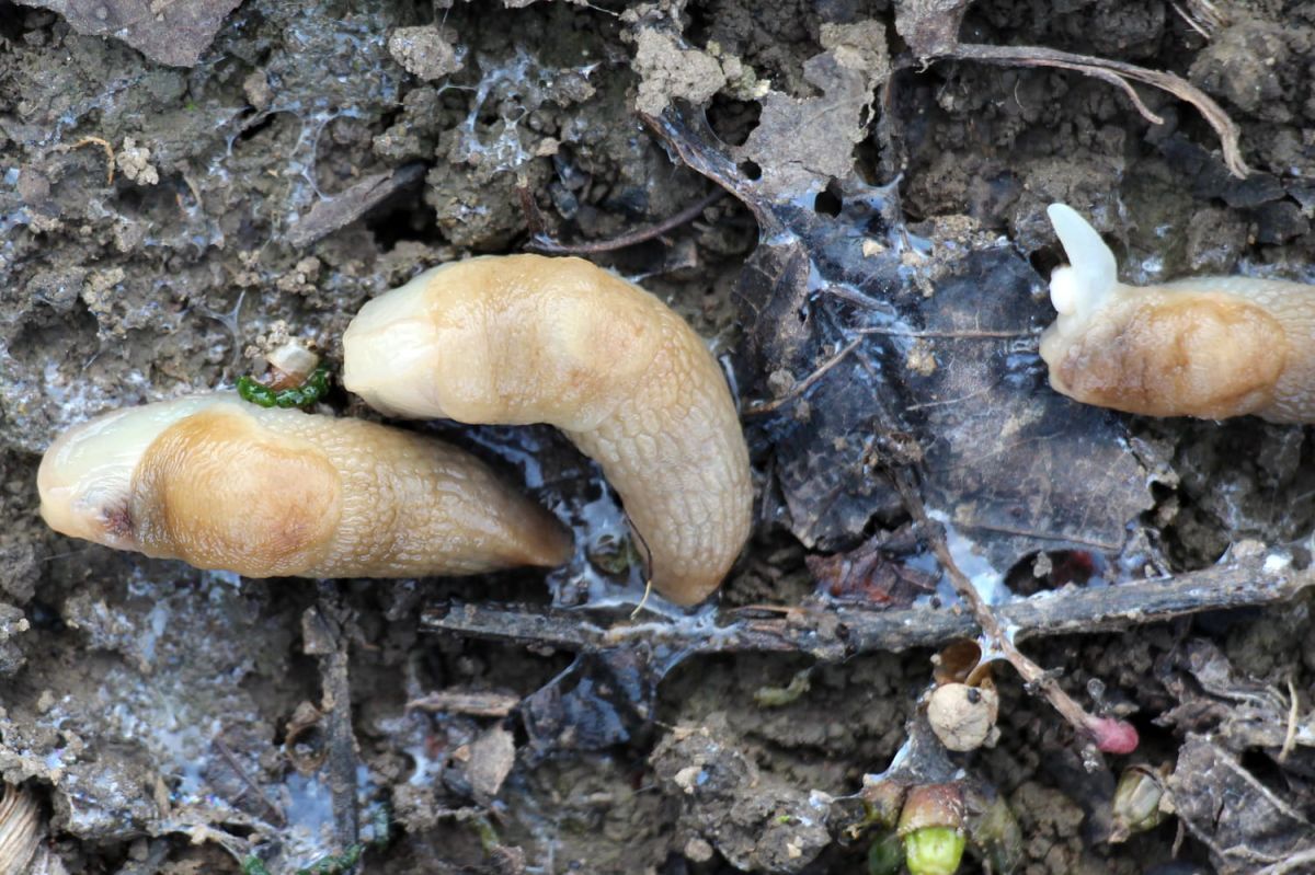 Pourquoi ce piège à limaces fait maison pourrait causer plus de problèmes qu'il n'en résout