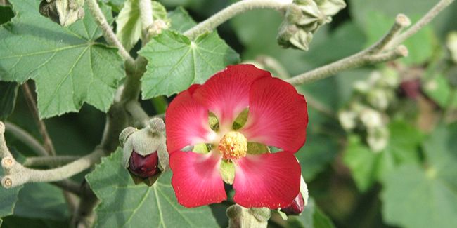 La mauve arbustive : un éclat de rouge dans votre jardin