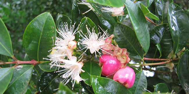 Cerisier d'Australie (Syzygium paniculatum), myrte d'Australie