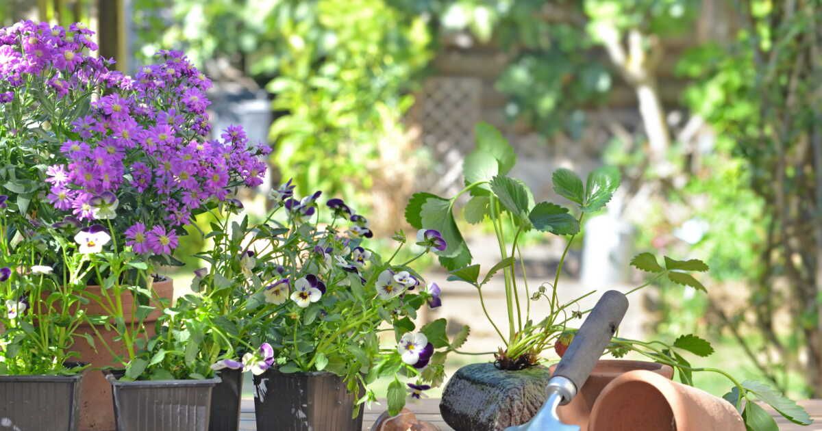 Planter ses bulbes en automne pour un printemps fleuri