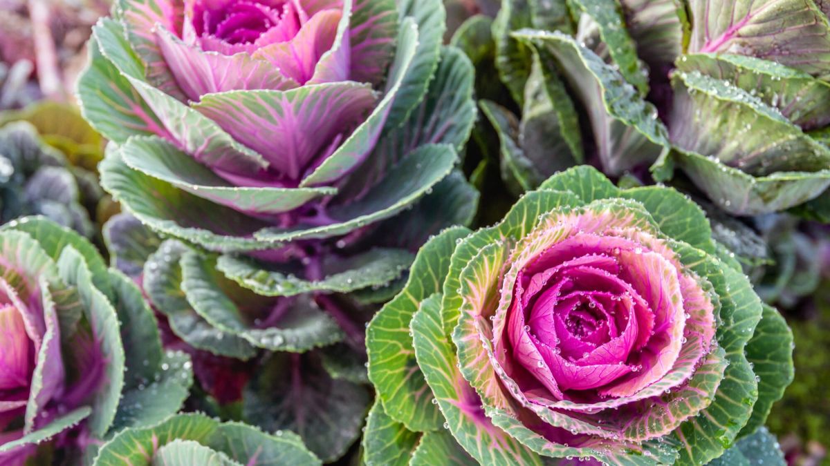 Des choux d'ornement pour égayer votre jardin cet hiver