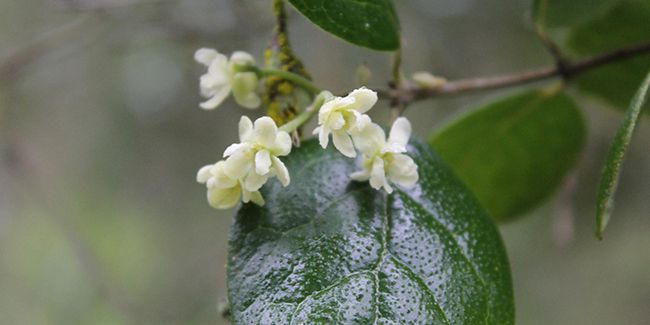 Le boldo : retour sur une plante médicinale emblématique