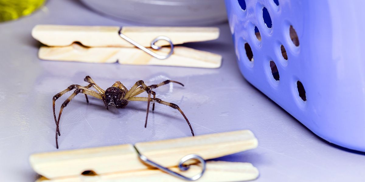 Arachnophobie : 6 conseils efficaces pour bannir les araignées de votre intérieur