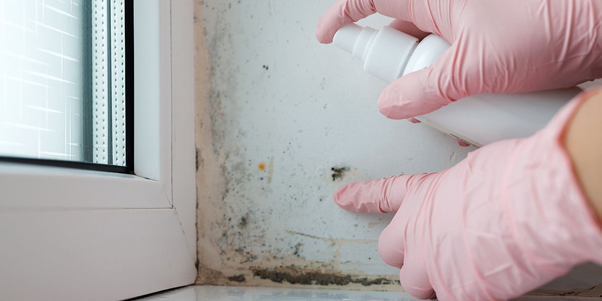 des solutions maison pour dire adieu à la moisissure