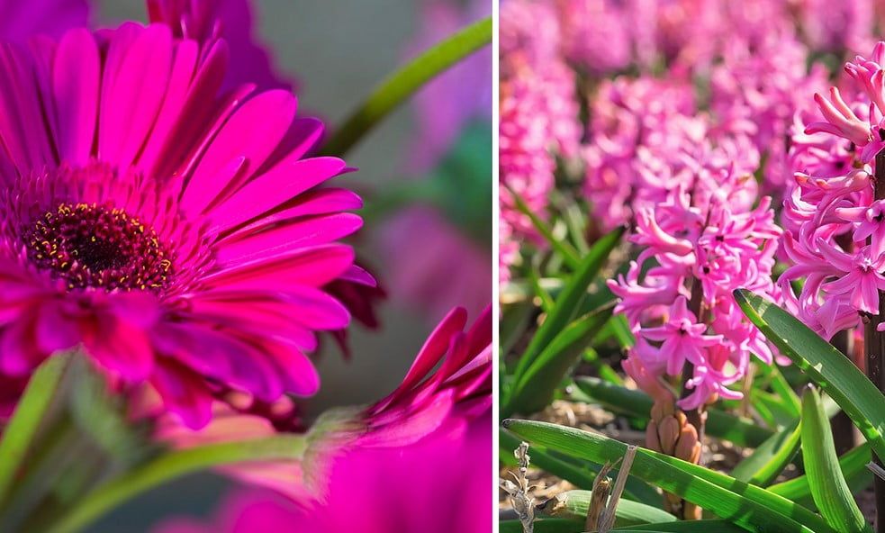 30 fleurs roses à découvrir pour embellir votre jardin