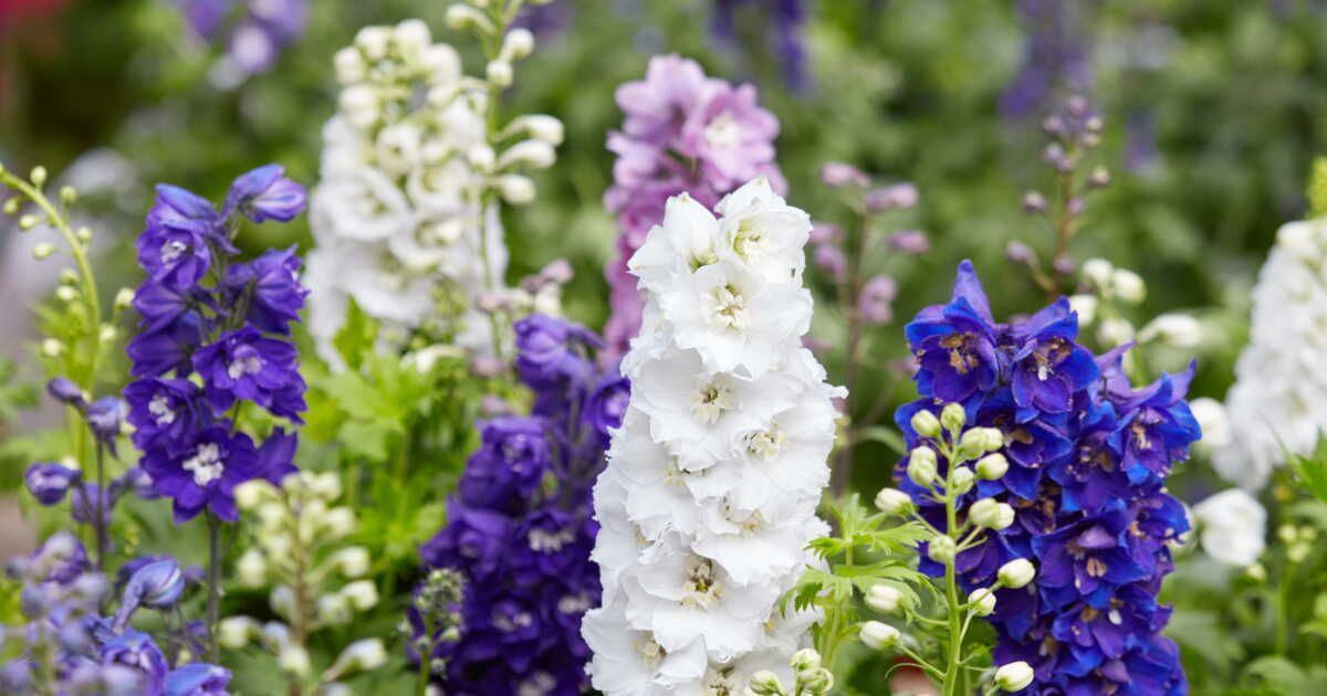 Quand planter des delphiniums ?