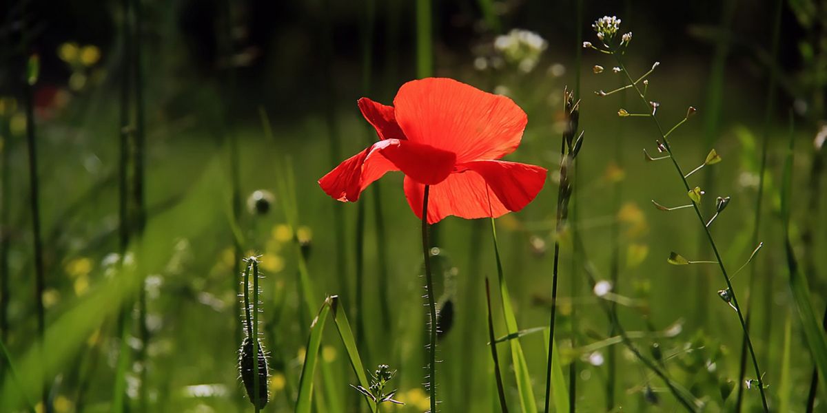 Juin au jardin : les indispensables pour un mois florissant