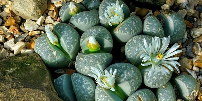 La plante caillou, une merveille de la nature qui trompe l'œil