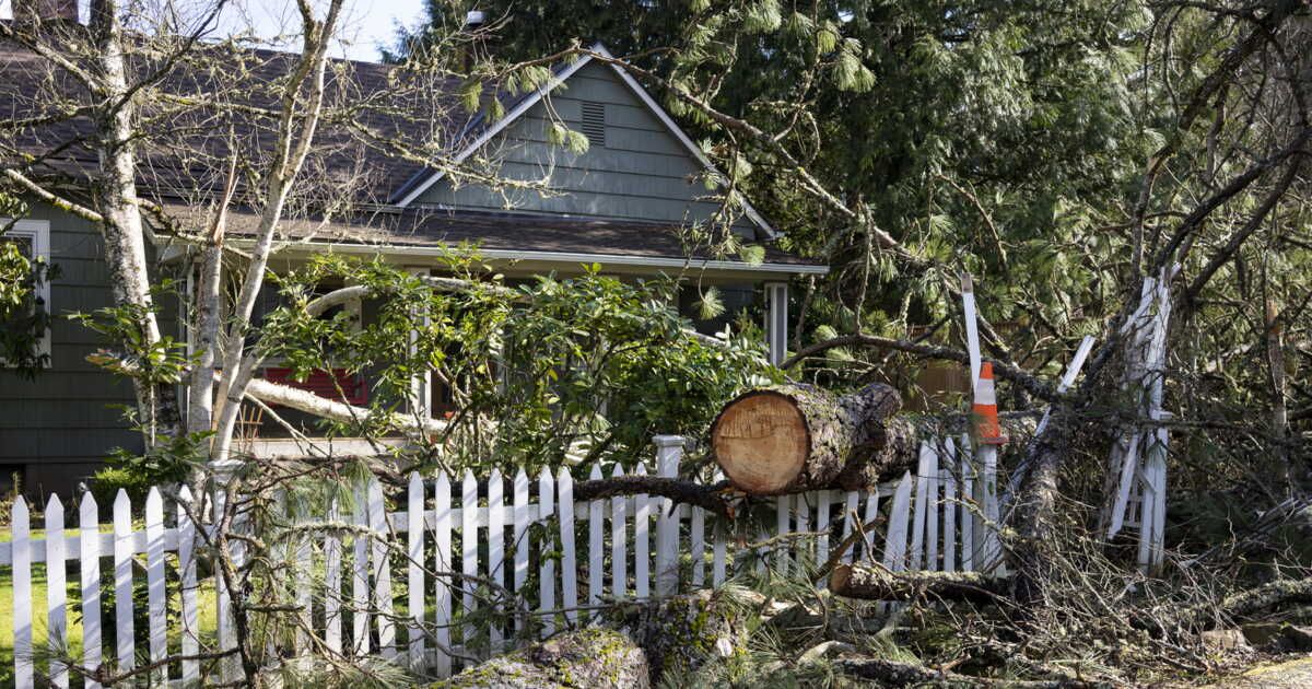 Retour à la vie : réveillez votre jardin après une tempête