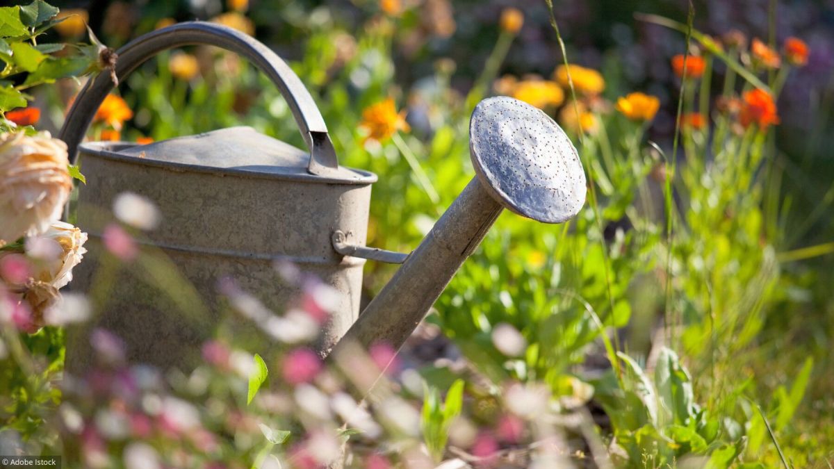 Des astuces simples pour un arrosage efficace et économique