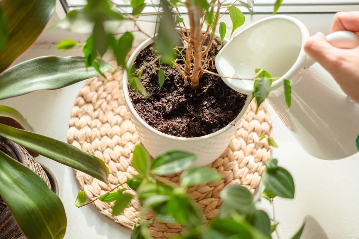 Arroser vos plantes sans gaspiller : des astuces écoresponsables