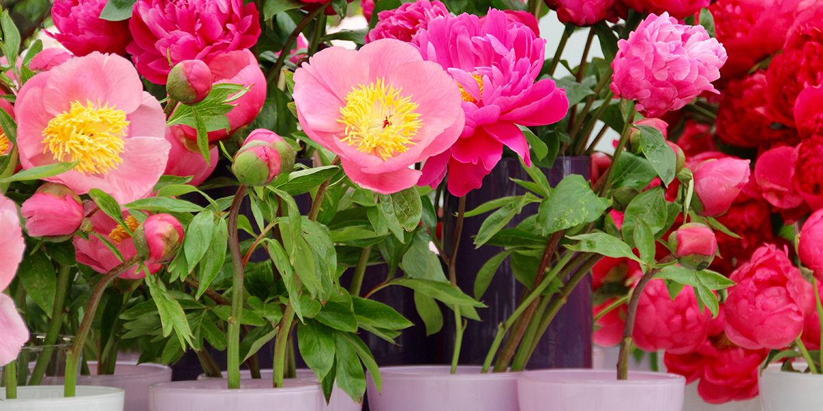 Cultiver des pivoines en pot : guide pratique et astuces