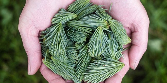 Les vertus du pin sylvestre pour la santé respiratoire