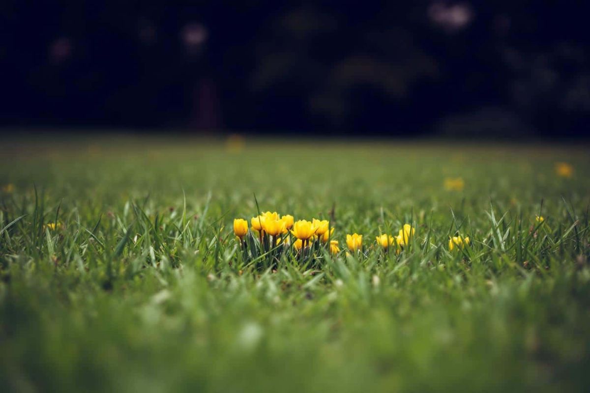 Ravivez votre pelouse cet été : des gestes simples pour un jardin en beauté