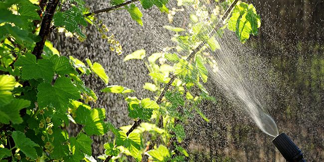 Découverte des préparations bio pour un jardin sain