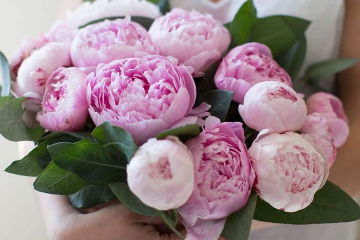 Les secrets des pivoines : comment prolonger la vie de votre bouquet