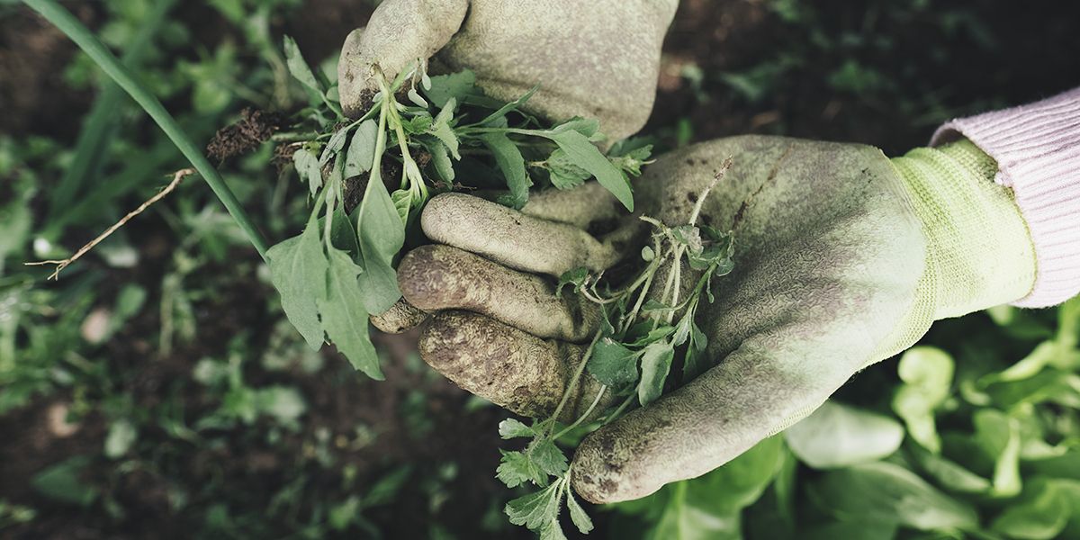 Comment désherber sans pesticides ?