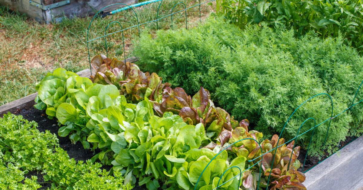 Des solutions naturelles pour un jardin sain