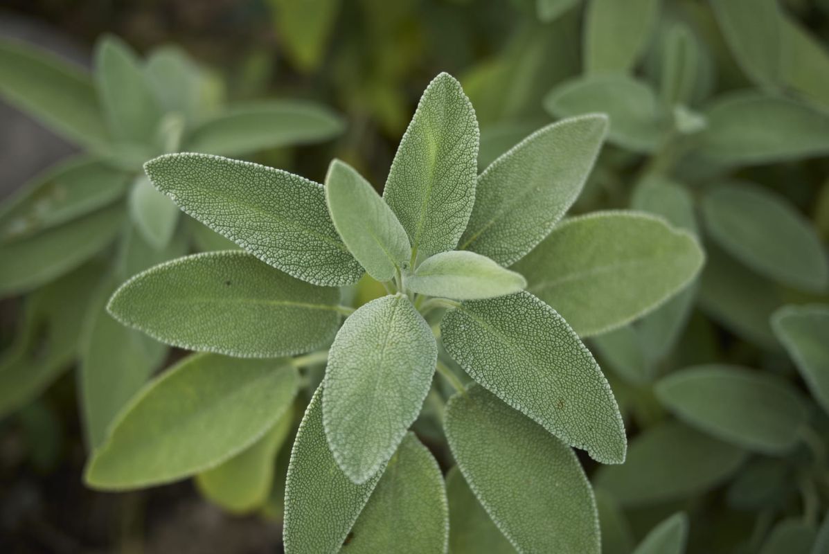 Cultiver la sauge officinale : un trésor dans votre jardin