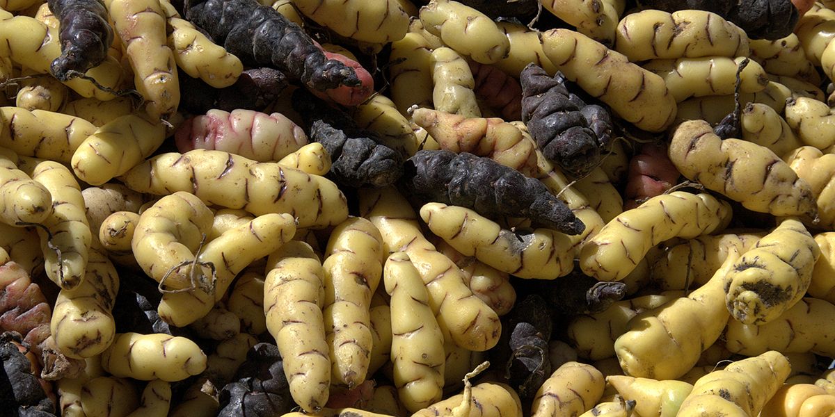 Oca du Pérou (Oxalis tuberosa), tubercule des plateaux andins