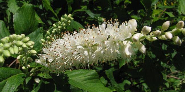 Clèthre à feuilles d'aulne (Clethra alnifolia) en sous-bois humide