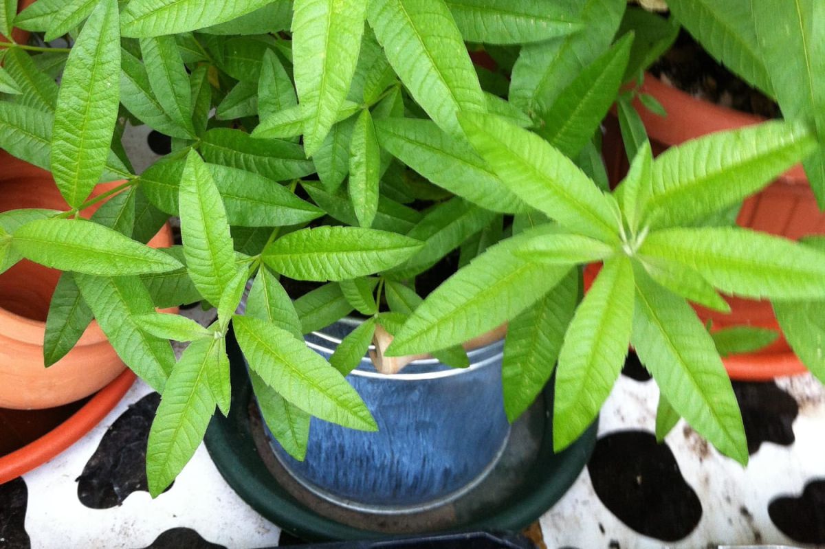 la plante miracle pour éloigner les moustiques à moins de 5 euros