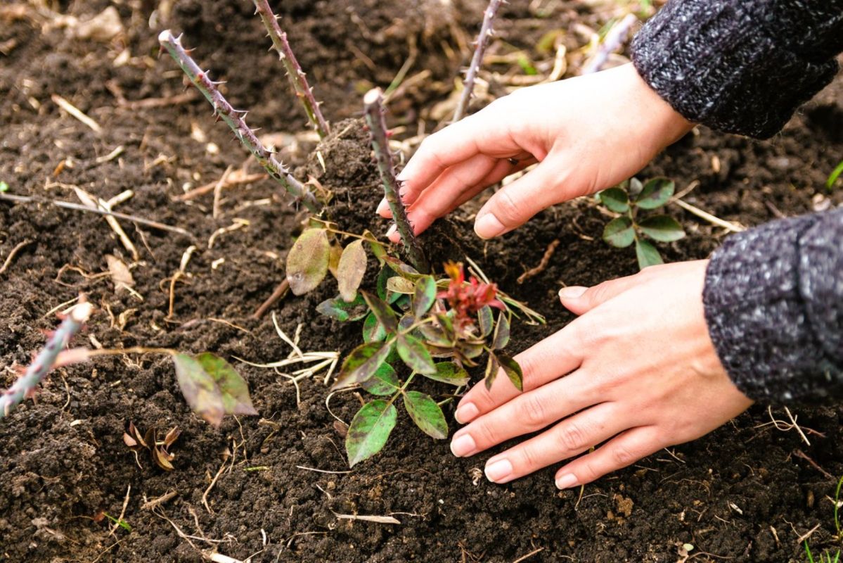 L'ultime secret pour des rosiers épanouis : plantez-les avant le 5 mars