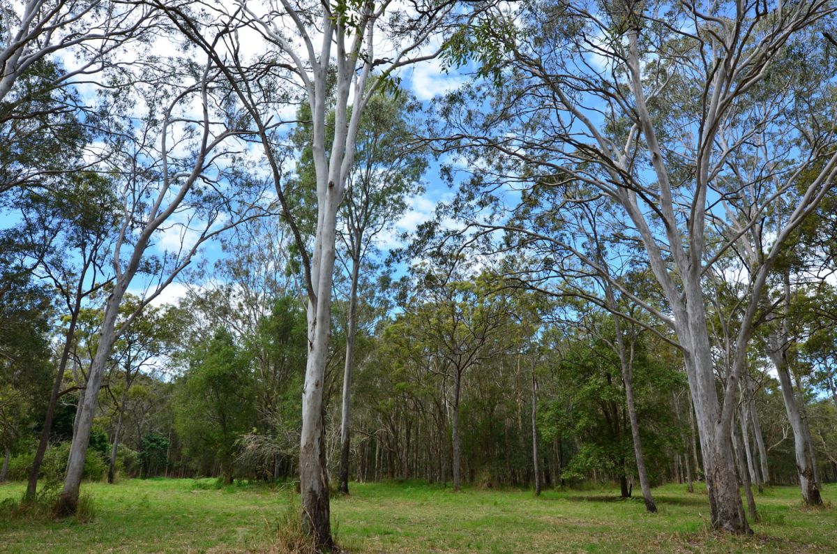 Eucalyptus : un arbre majestueux qui embellit votre jardin