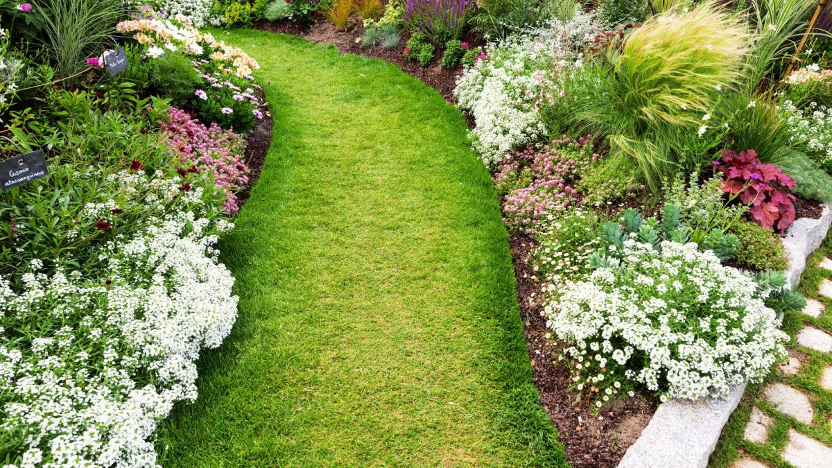 Choisir des fleurs à floraison rapide pour un jardin éclatant