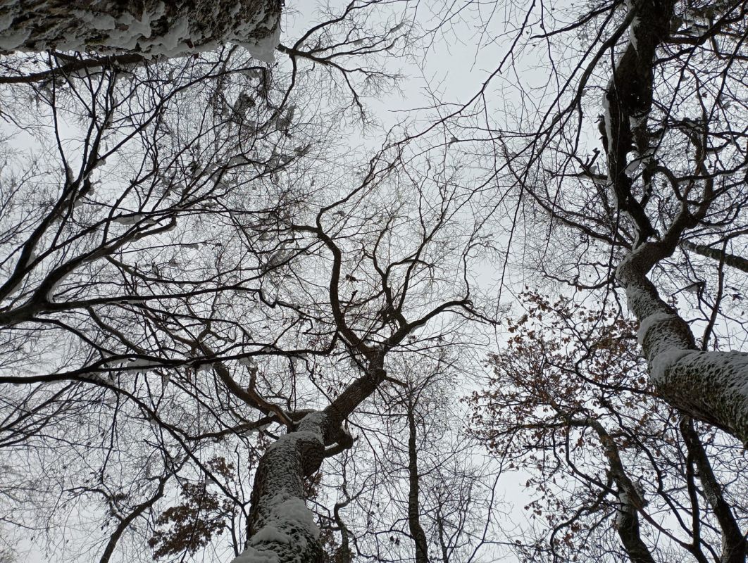 Le moment parfait pour planter un arbre : ne ratez pas cette opportunité