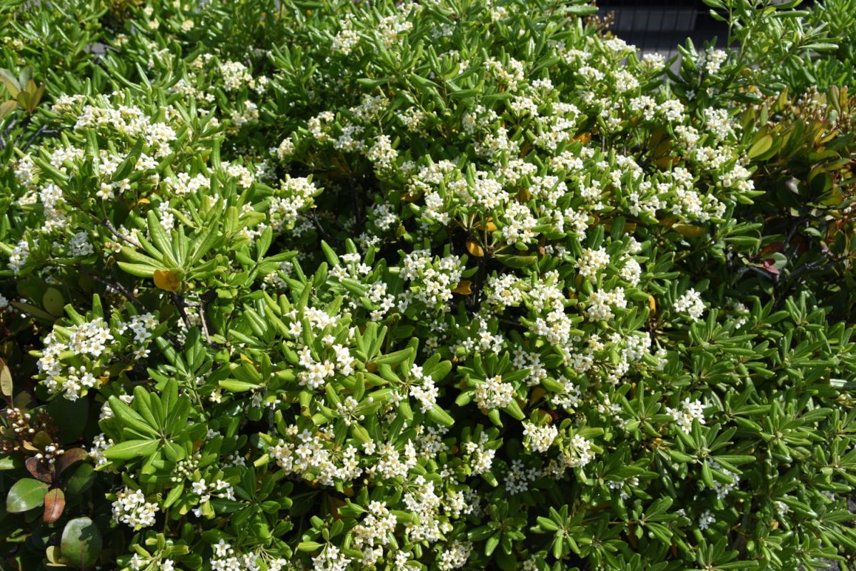 Le pittosporum : un arbuste décoratif à adopter dans votre jardin