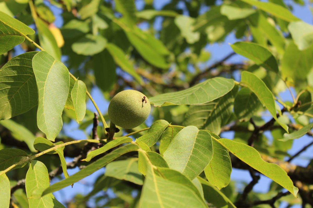Le noyer : un trésor vert à cultiver dans votre jardin
