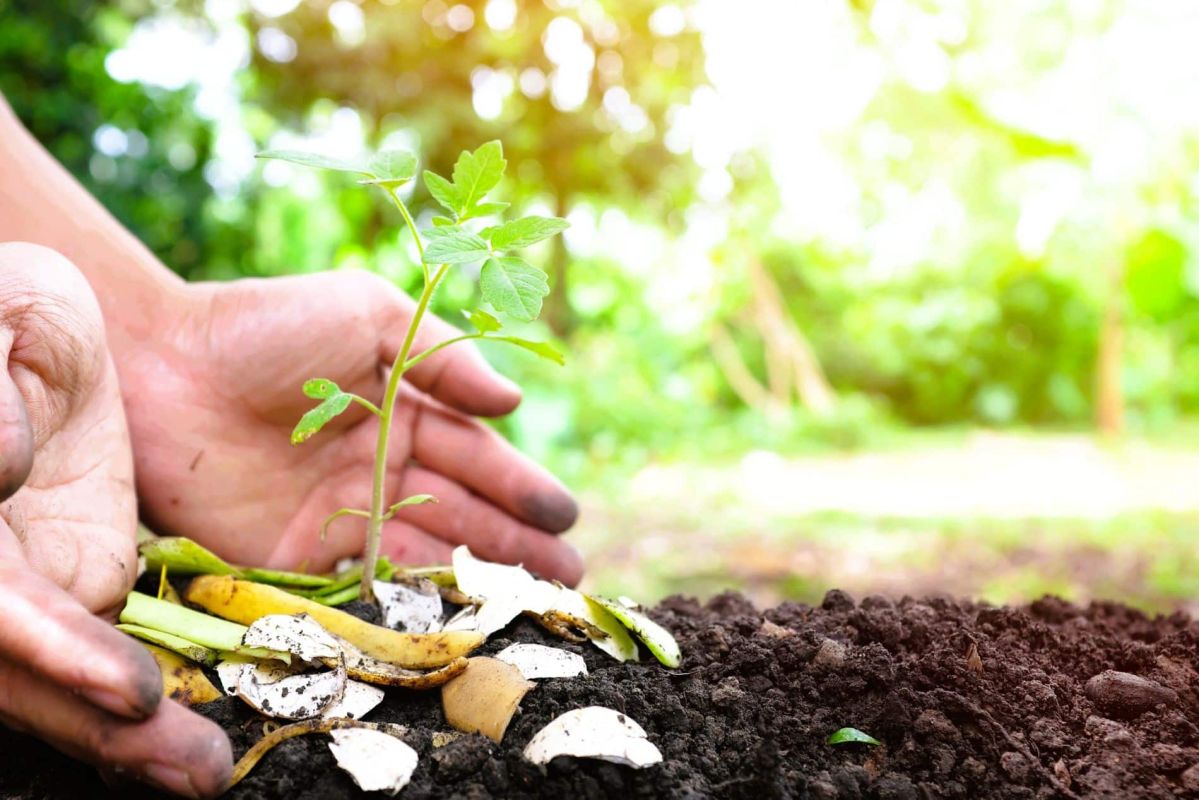 Testez votre compost : est-il prêt ou va-t-il nuire à vos plantes ?