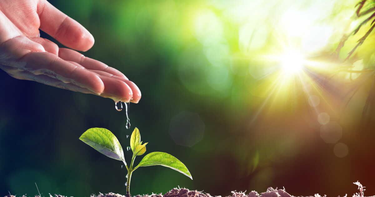 Vous partez en vacances ? La super astuce pour arroser vos plantes en votre absence