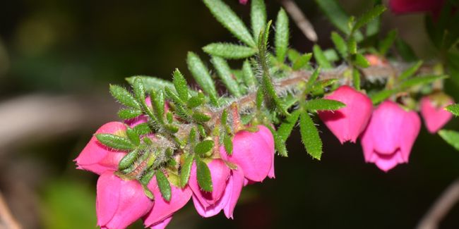 À la découverte de la boronie à feuillage varié (Boronia heterophylla)