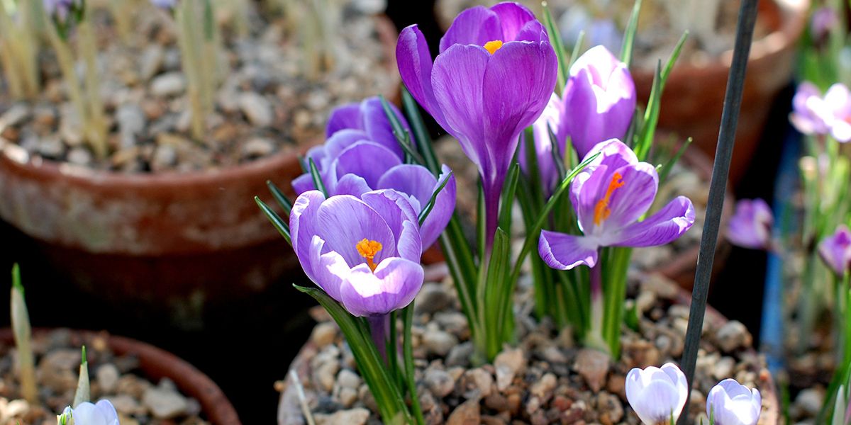 les secrets d'une culture réussie des crocus en pot