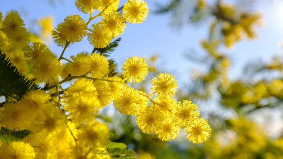 Les secrets du mimosa : un arbuste doré à intégrer dans votre jardin