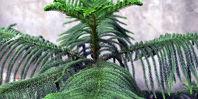 Le pin de Norfolk, un arbre d'intérieur fascinant
