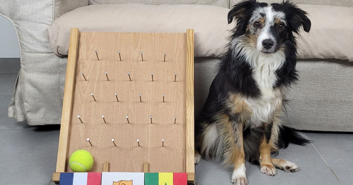 Un chien voyance : Nova, la star des pronostics de la Coupe du Monde