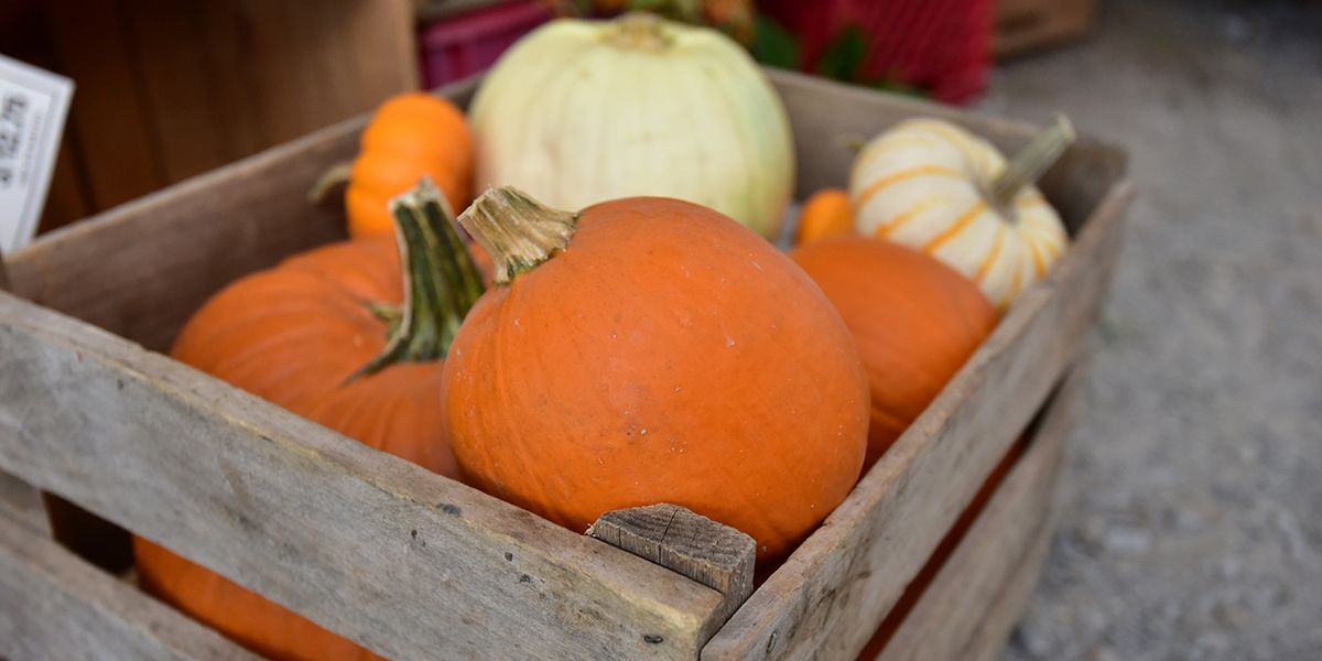 Optimisez la conservation de vos courges cet automne